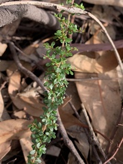 Cryptandra spinescens