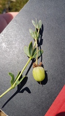 Roepera sessilifolia