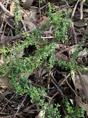 Cryptandra spinescens