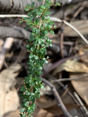 Cryptandra spinescens