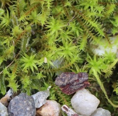 Pseudocrossidium crinitum