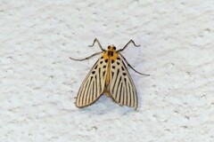 Tyspanodes hypsalis