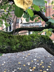 Syntrichia papillosa