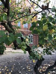 Syntrichia papillosa