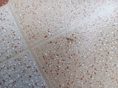 Trichomyrmex destructor