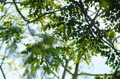 Dalbergia granadillo