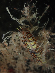 Phidiana militaris