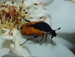 Dolichostethus levis