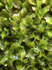 Syntrichia latifolia