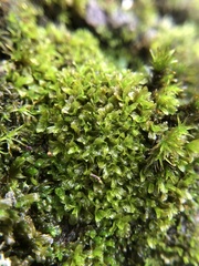 Syntrichia latifolia