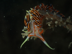 Phidiana militaris