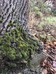 Syntrichia latifolia
