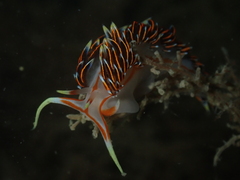 Phidiana militaris