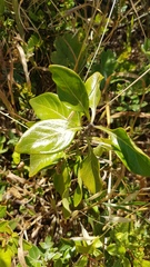 Solanum guineense