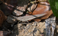 Atractomorpha sinensis