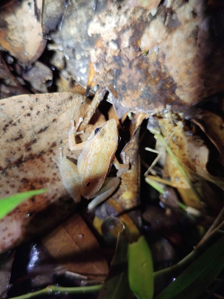 Kodayar Dancing Frog