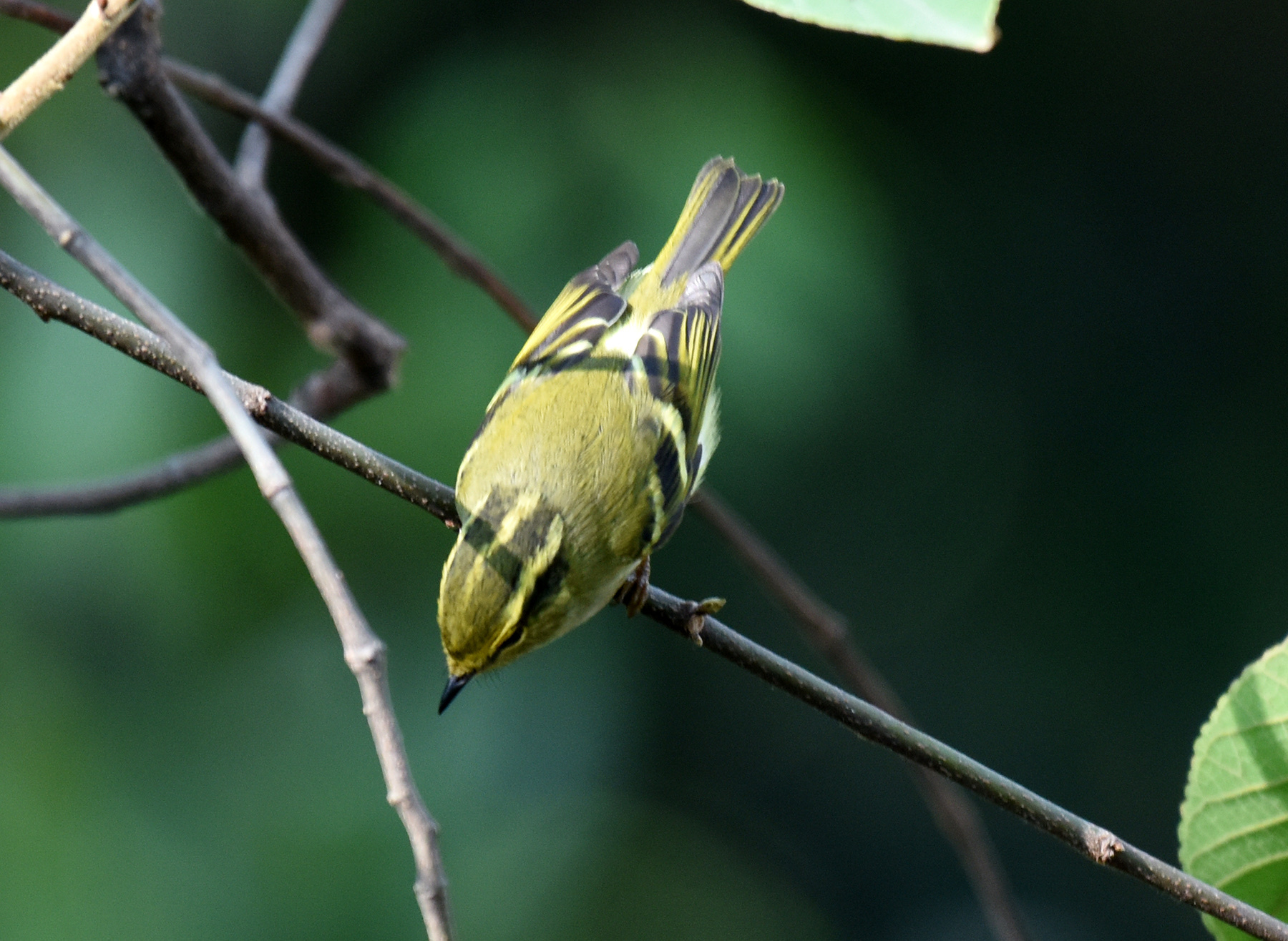 Pallas's Leaf Warbler
