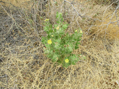Codon schenckii (Codon schenckii)