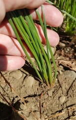 Trachyandra chlamydophylla