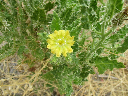 Image of Codon schenckii by no rights reserved