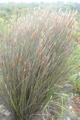 Hypodiscus argenteus