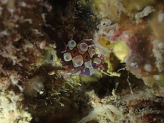 Dendrodoris krusensternii
