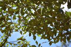 Hampea appendiculata