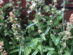 Gamochaeta americana