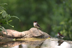 Hemixos castanonotus