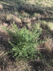 Cassinia aculeata aculeata