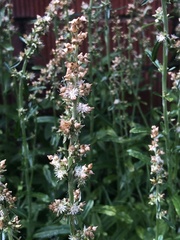 Gamochaeta americana