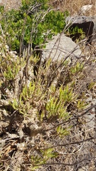 Tylecodon grandiflorus