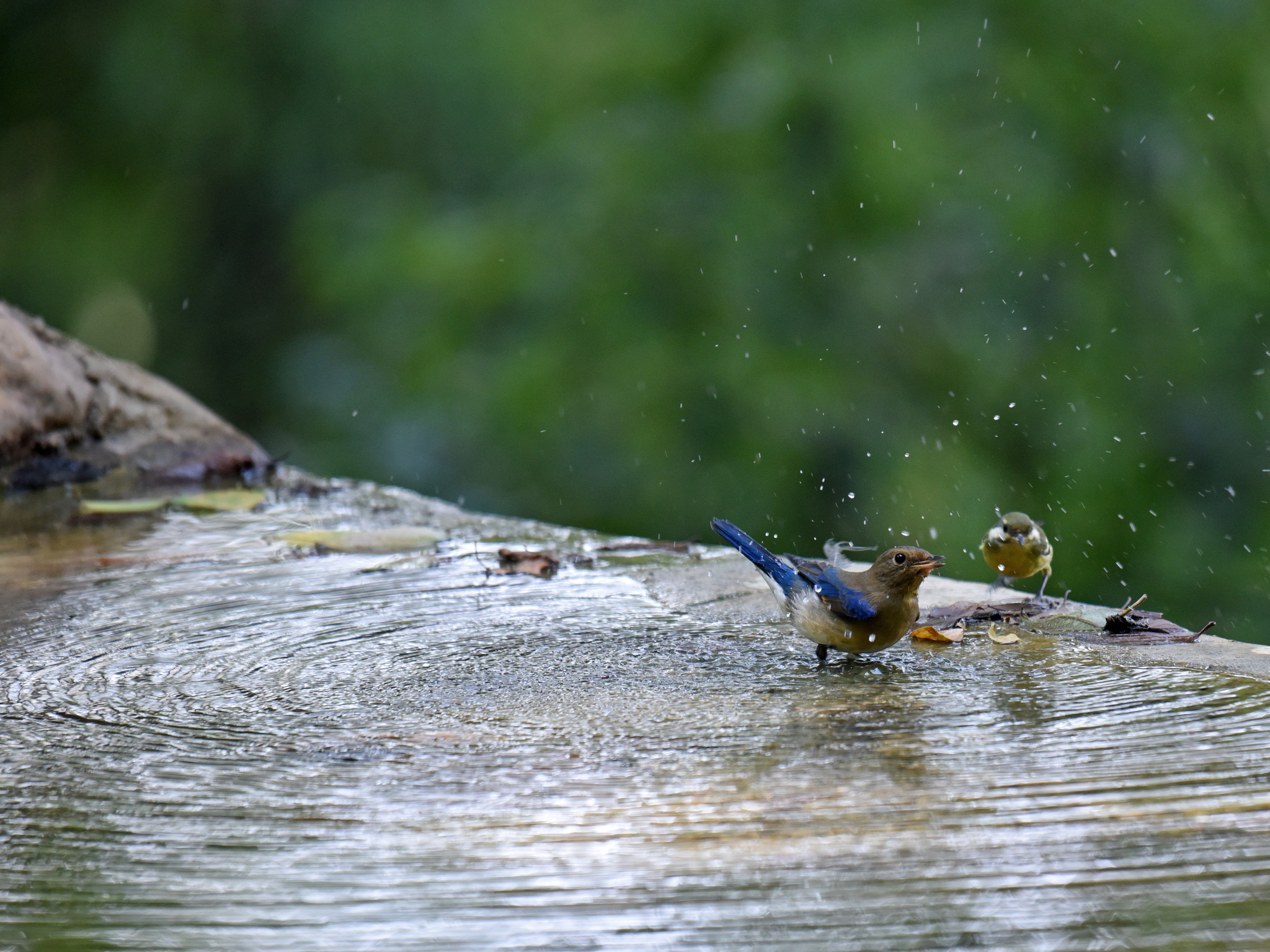 Blue-and-white Flycatcher