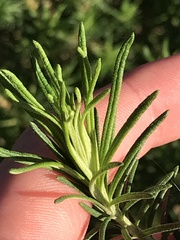 Cassinia aculeata aculeata