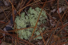 Cladonia subtenuis