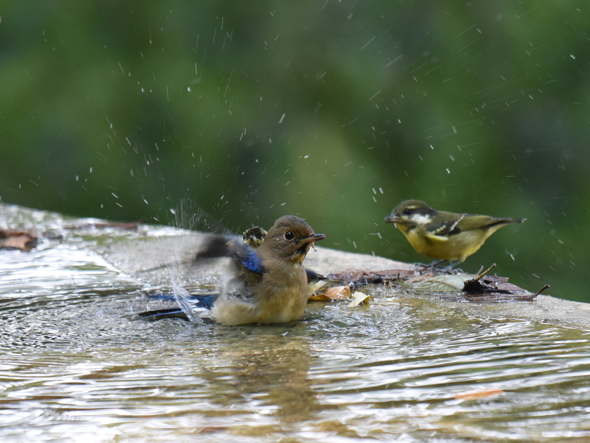 Blue-and-white Flycatcher