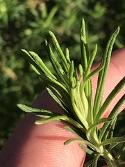 Cassinia aculeata aculeata