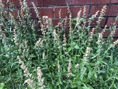 Gamochaeta americana