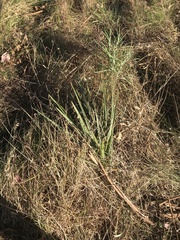 Dianella longifolia
