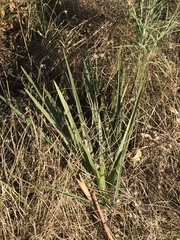 Dianella longifolia