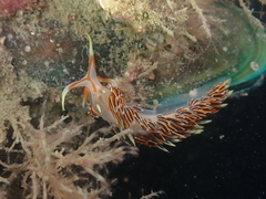 Phidiana militaris