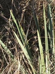 Dianella longifolia