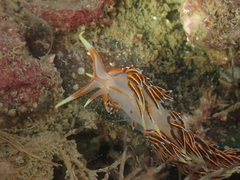 Phidiana militaris