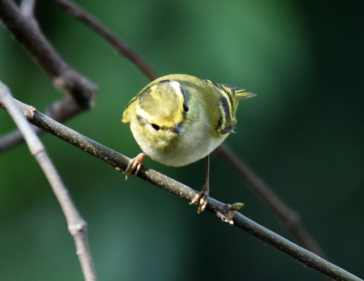 Pallas's Leaf Warbler