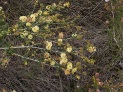 Melaleuca thymoides