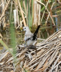 Oena capensis capensis