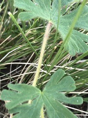 Geranium solanderi