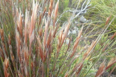 Hypodiscus argenteus