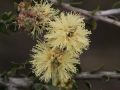 Melaleuca thymoides