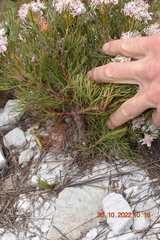 Serruria ascendens